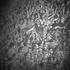 Roni_feldman_-_ovation