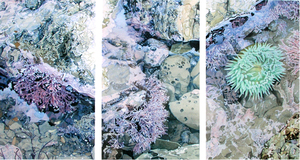 J_tidepoolstudy