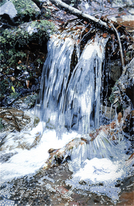 L_creekstudy