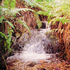 P_ferncreek