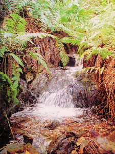 P_ferncreek