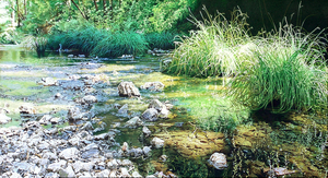 Papermillcreek