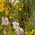 Garden_flowers