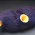 Ascidian_2005