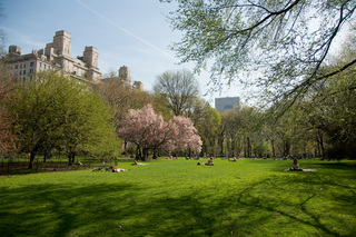 East Green, Central Park, April 2010,Rebecca Yale