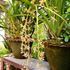Orchid