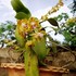 Orchid1