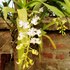 Orchid2