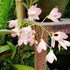 Orchid3