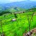 Rice_field