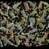 Quarrellingv_sm_