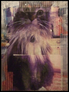 Boothecat