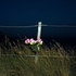 Wendypye_02