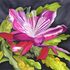 Cactus_bloom