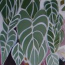 Art_slantleaves