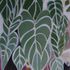 Art_slantleaves