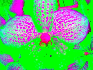 Psychodelic1