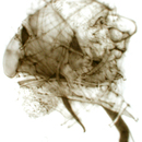 Metamorphosis