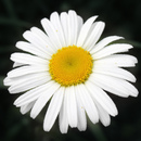 Beautiful_flower