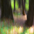 Treetrunkimpressions