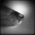 Burnstine_bluesnose