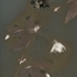 Awhite_lumen