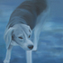 Dogdaysm