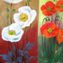Double_poppies_2