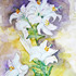 20101101115701-white_lily