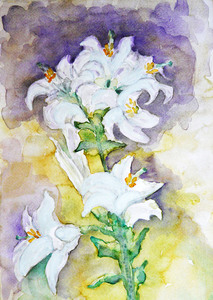 20101101115701-white_lily
