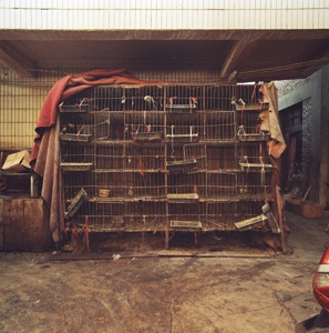 Cages_3974_6_r