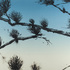 John_fincher__ponderosa_dawn__2010__monotype__22_x_29