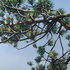John_fincher__ponderosa__big_blue___2010__oil_on_linen__72_x_96_inches
