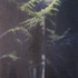 Bl-growing