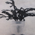 Bl-christmas_cactus