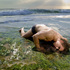 Narcissus