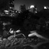 Centraslpark_raped