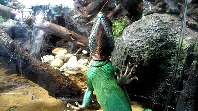 Green_water_dragon_5