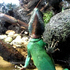 Green_water_dragon_5