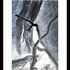 Walking_stick