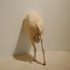 Tguntitled_goat_