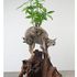 Dereks_plant