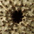 Ibara_ii_detail_of_opening
