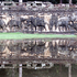 Elephant_terrace