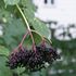 Elderberries__berlin