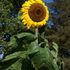 Sunflower1