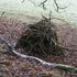 Winter_sticks