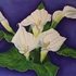 Best_calla