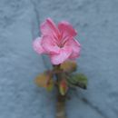 Geranium__italy