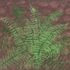 As_croppedgreen_fern_800_dpi